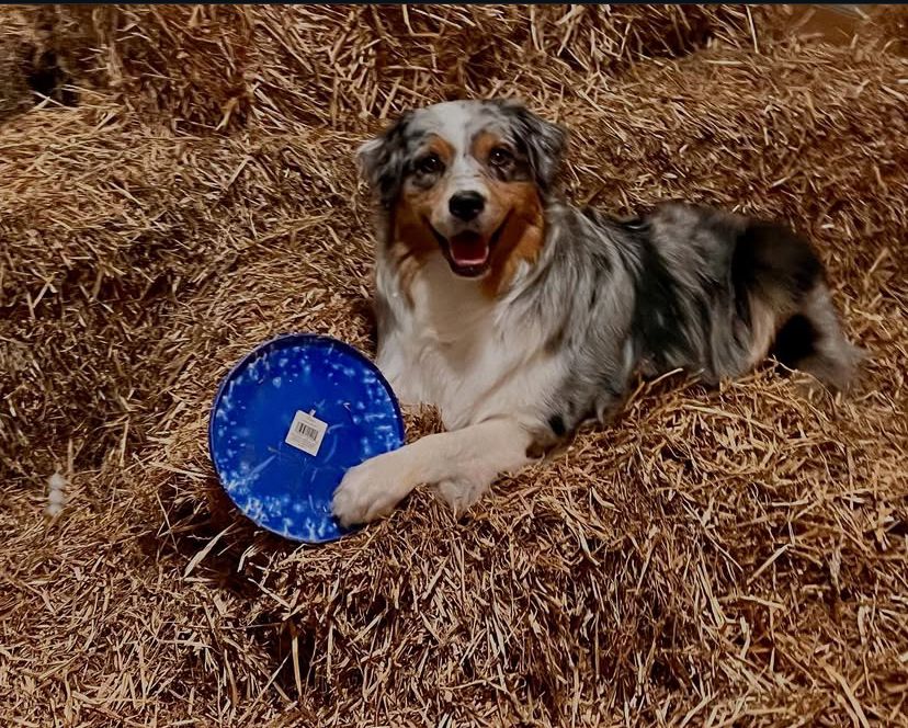 Nova the dog, laying in the straw