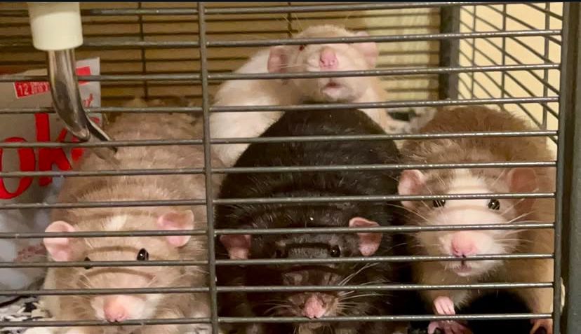 The happy rats to be found!